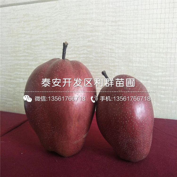 山東早酥紅梨樹苗、山東早酥紅梨樹苗多少錢一株