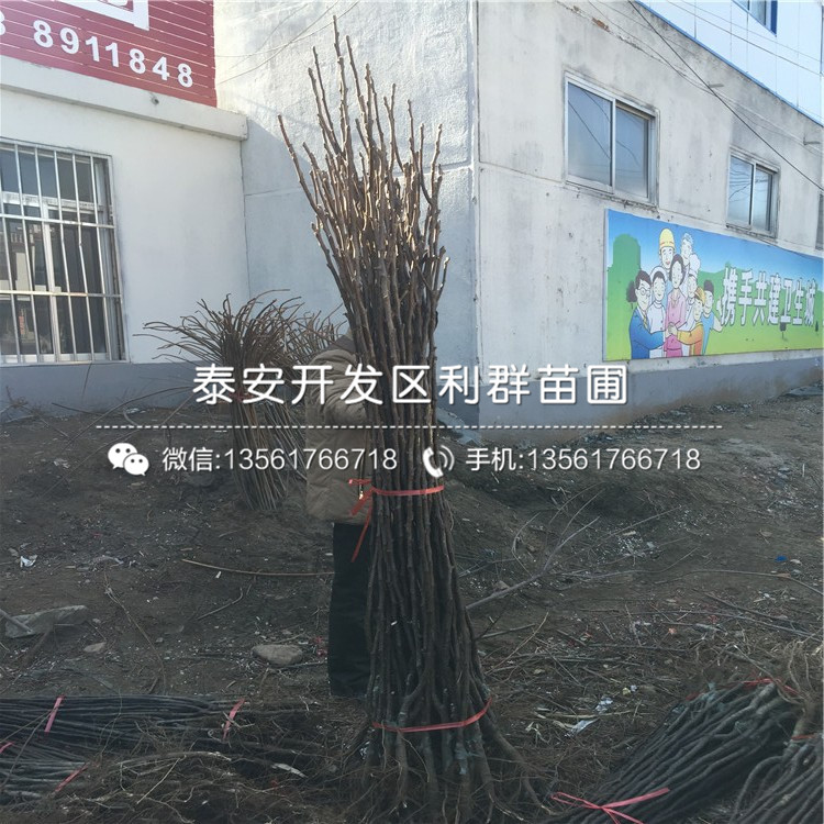 2019年圓黃梨樹苗報(bào)價(jià)、今年圓黃梨樹苗價(jià)格是多少