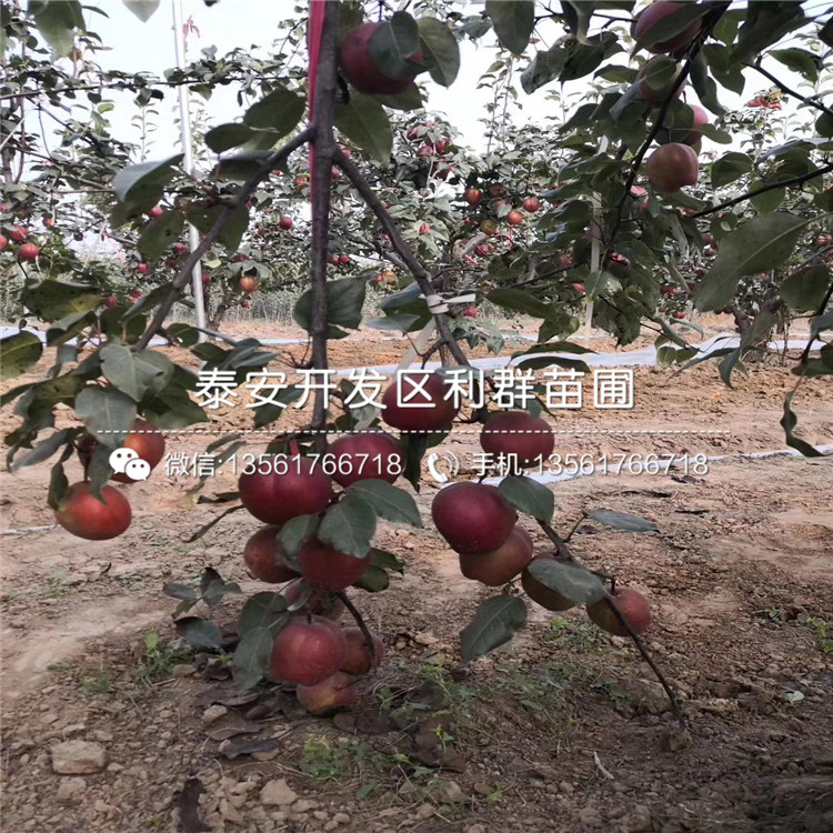 黃梨苗報價及價格