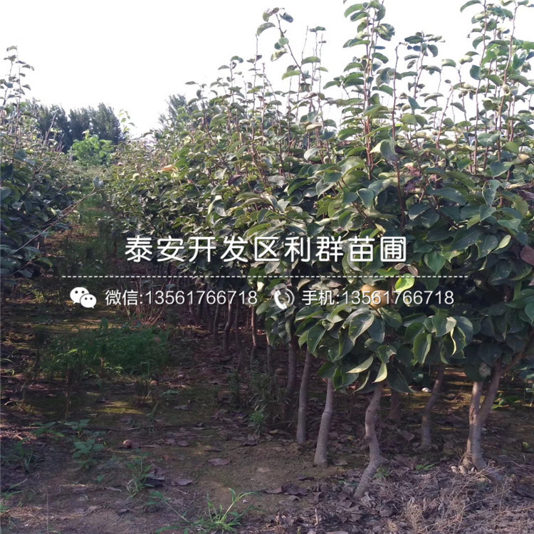 黃冠梨樹(shù)苗多少錢(qián)一棵