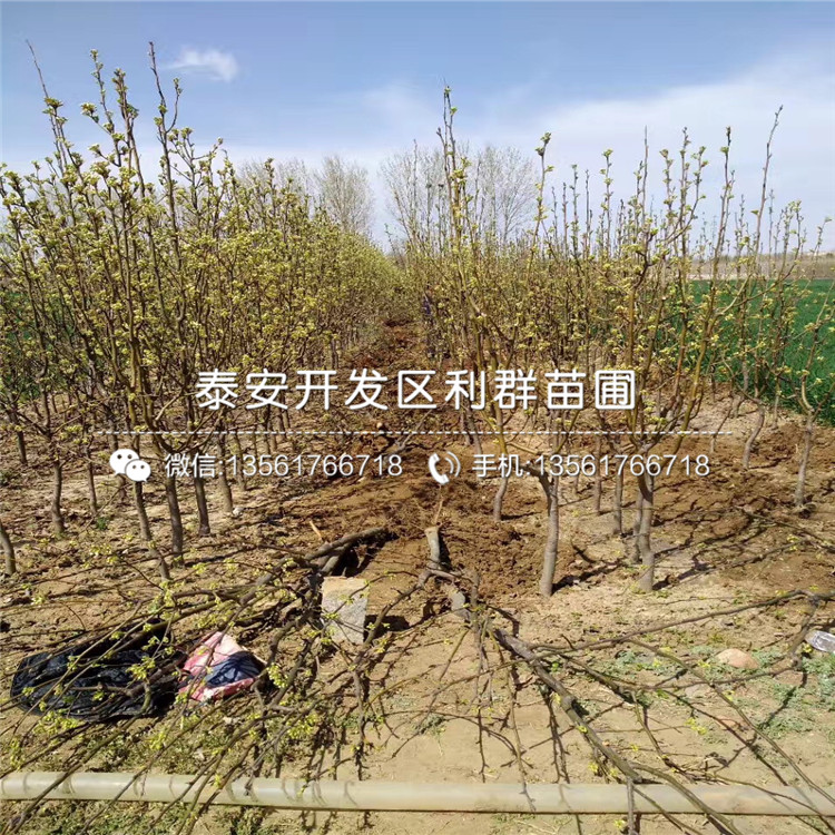 山東三紅梨苗、山東三紅梨苗價(jià)格