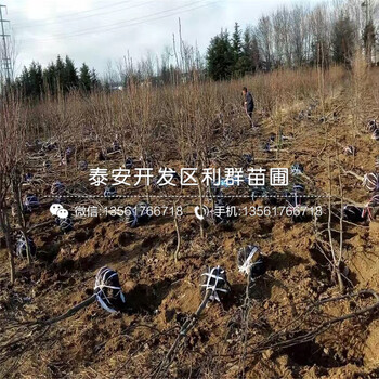 玉露香梨樹苗哪里便宜、玉露香梨樹苗價(jià)格是多少