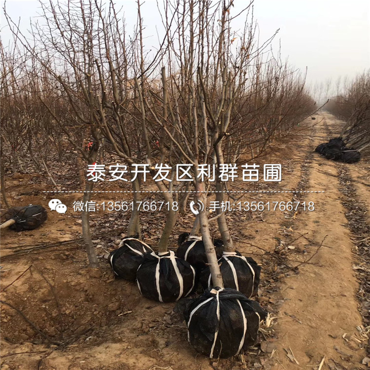 玉露香梨樹苗、玉露香梨樹苗出售價格