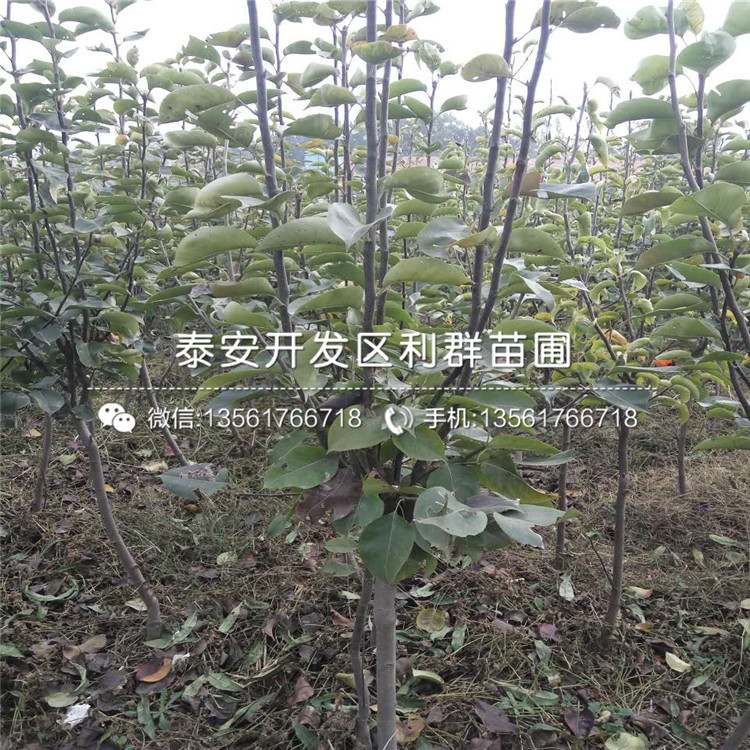 山東早酥紅梨樹苗、山東早酥紅梨樹苗多少錢一株