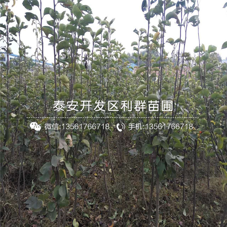 哪里有秋月梨樹苗、秋月梨樹苗價格多少