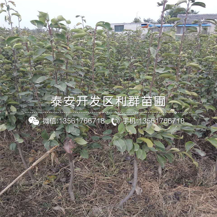 山東杜梨樹苗、山東杜梨樹苗新品種