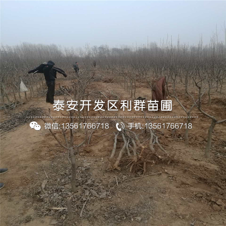 紅星梨樹苗多少錢、紅星梨樹苗多少錢一棵
