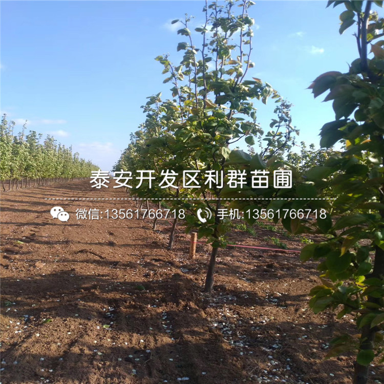 紅梨一號(hào)梨苗新品種