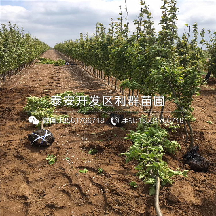 2019年翠冠梨苗報(bào)價(jià)、今年翠冠梨苗價(jià)格是多少