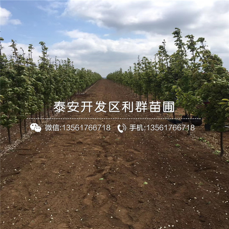 八月紅梨苗多少錢(qián)、2019年八月紅梨苗多少錢(qián)一棵