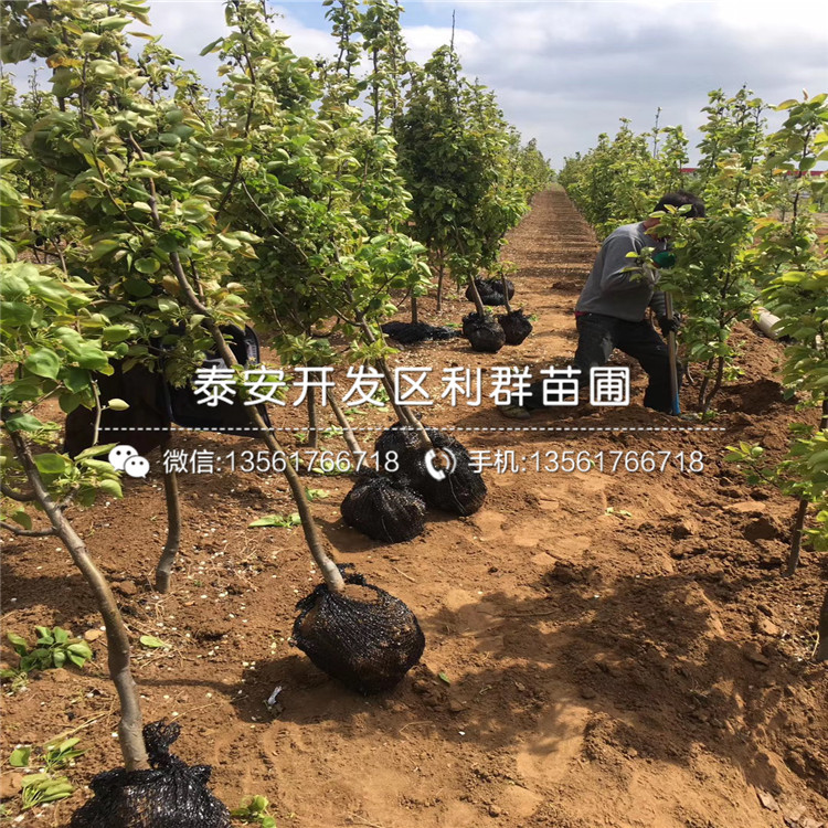 金秋梨苗、金秋梨苗什么價格