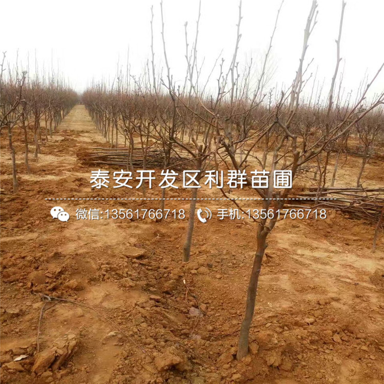 紅巴梨苗出售價(jià)格