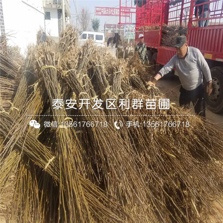 皇冠梨樹苗基地、皇冠梨樹苗什么價格