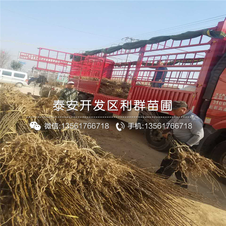 翡翠梨樹苗新品種、翡翠梨樹苗多少錢一棵