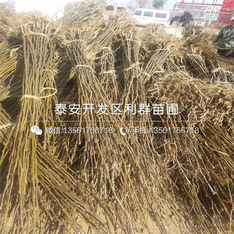 紅啤梨苗品種