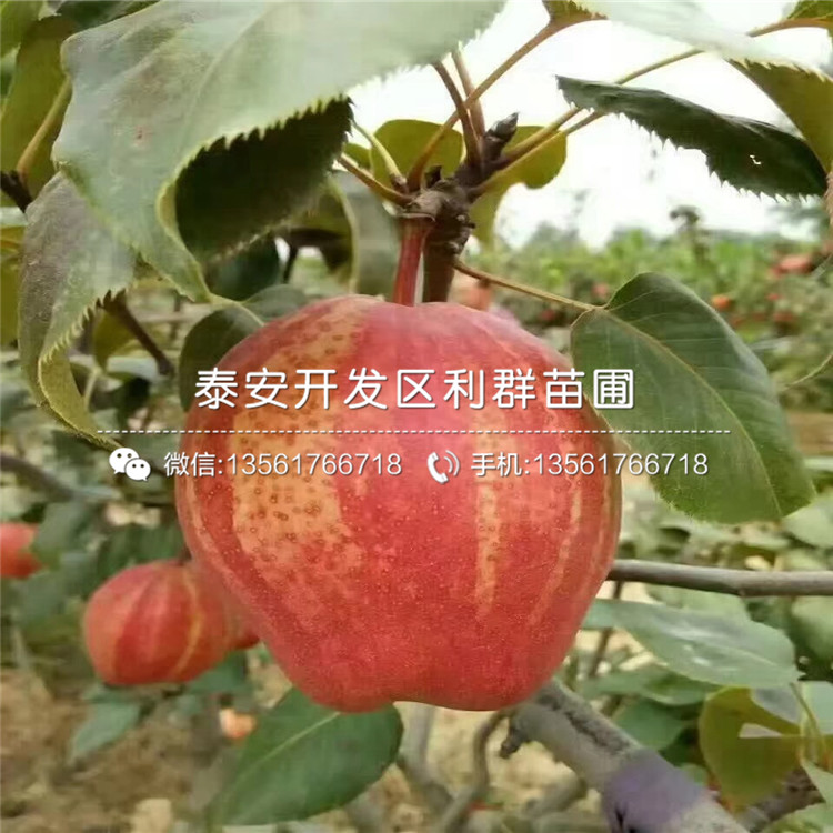 幸水梨樹苗