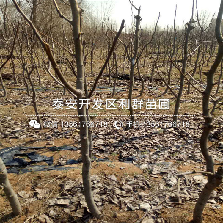 丑梨苗品種簡介、2019年丑梨苗價(jià)格及報(bào)價(jià)