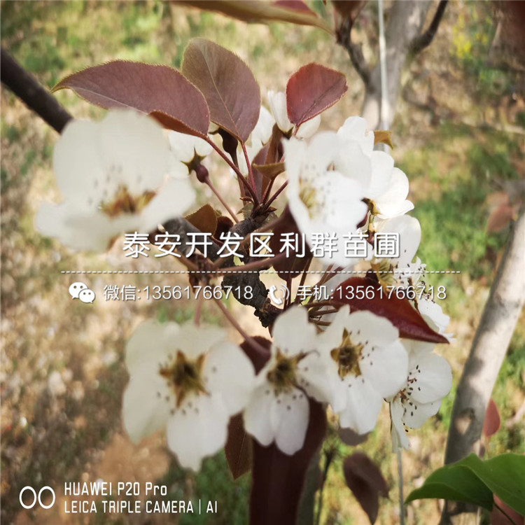 紅啤梨苗出售