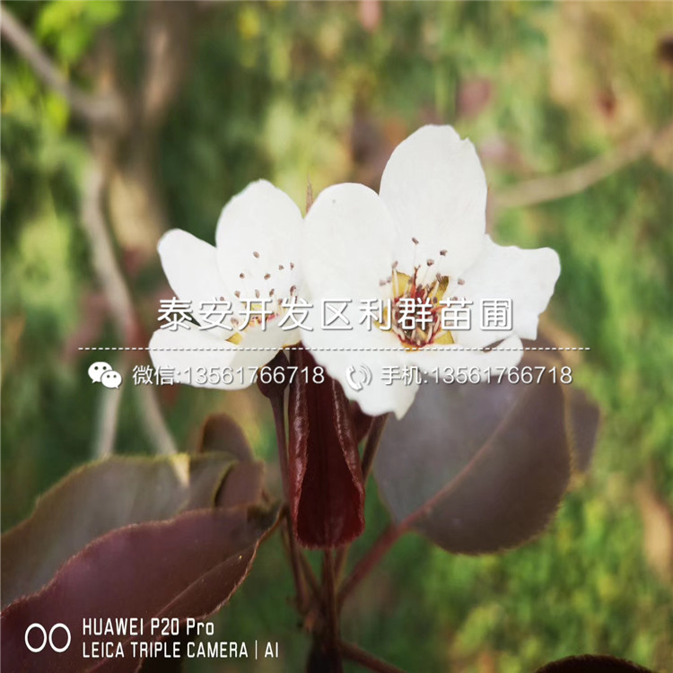 丑梨苗品種簡介、2019年丑梨苗價(jià)格及報(bào)價(jià)