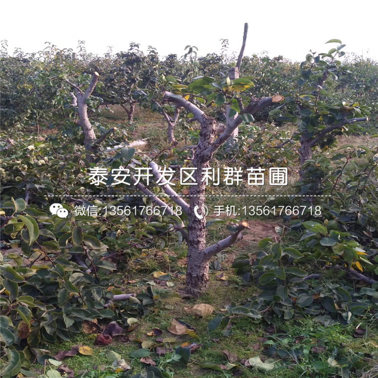 翠冠梨苗、翠冠梨苗價(jià)格