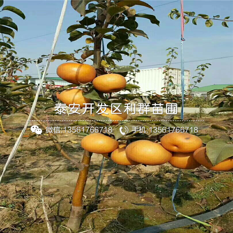 丑梨苗品種簡介、2019年丑梨苗價(jià)格及報(bào)價(jià)