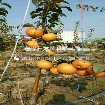 全紅梨苗、全紅梨苗多少錢