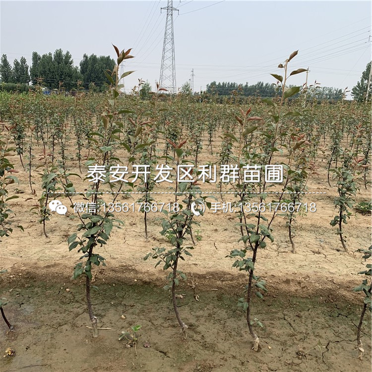 紅啤梨苗出售