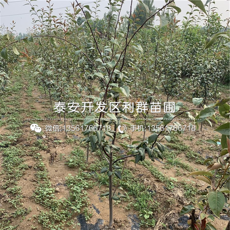 3公分梨樹苗品種