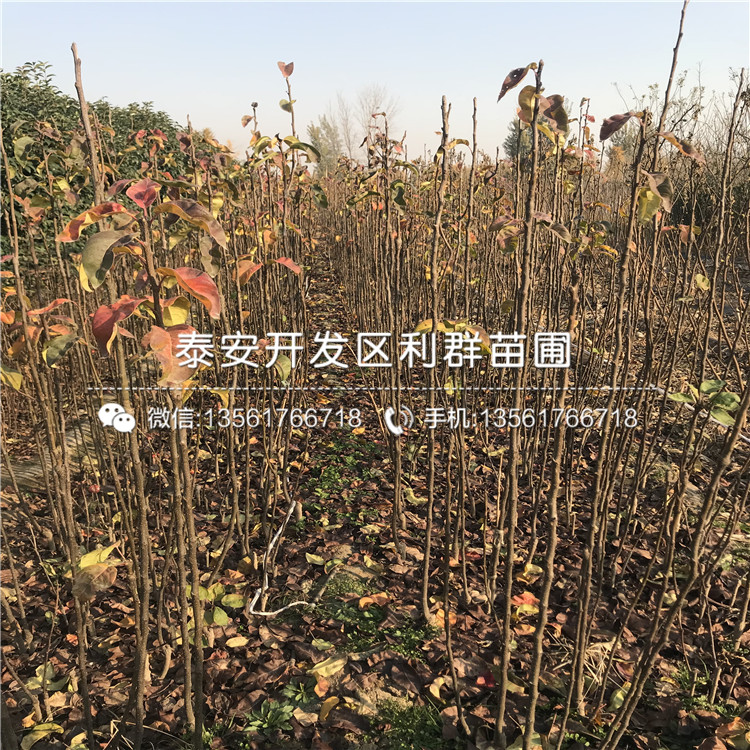 杜梨苗哪里便宜、杜梨苗價(jià)格是多少