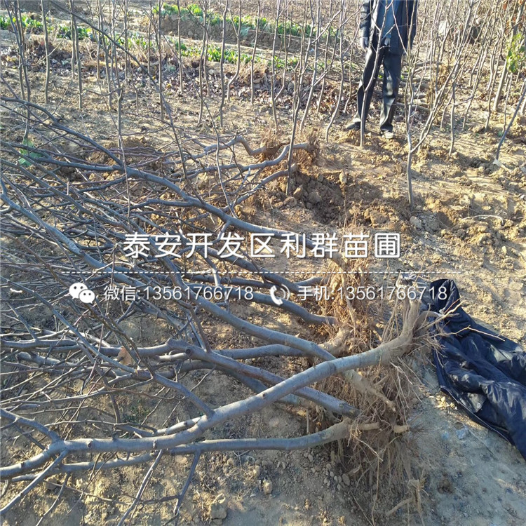 山東杜梨樹苗、山東杜梨樹苗什么價格