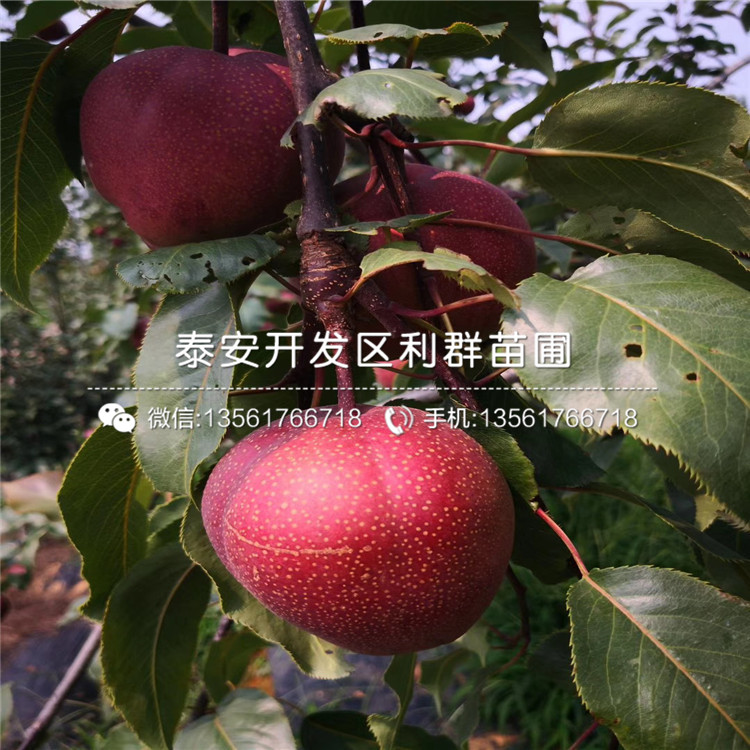 翡翠梨苗品種簡介、2019年翡翠梨苗價格及報價
