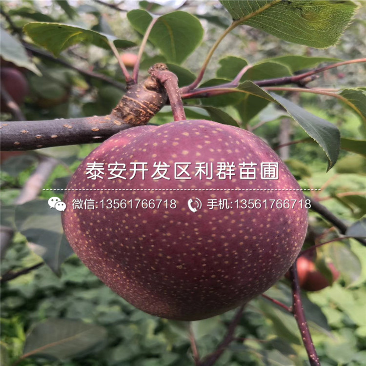 三紅梨樹苗、三紅梨樹苗多少錢