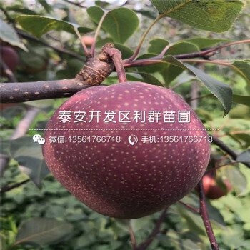 喜水梨苗多少錢(qián)一棵