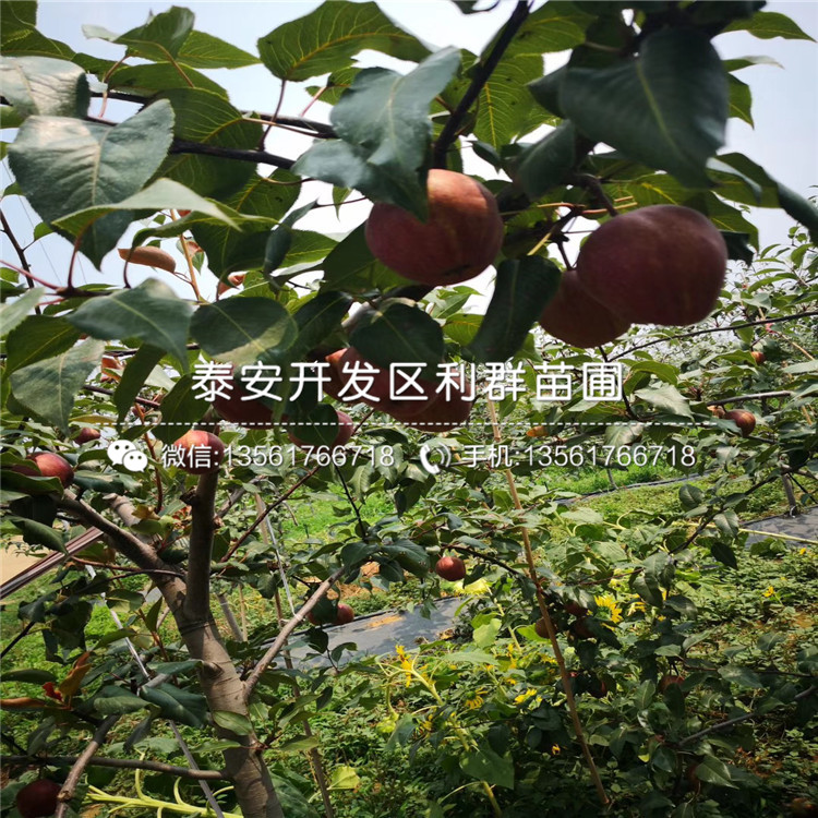 中梨3號梨樹苗、中梨3號梨樹苗多少錢一棵