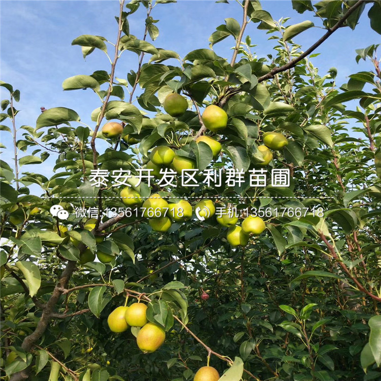 紅梨一號(hào)梨苗新品種、2019年紅梨一號(hào)梨苗價(jià)格