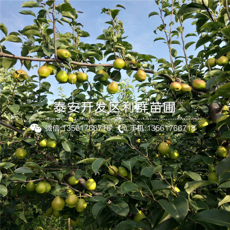 紅星梨樹苗多少錢、紅星梨樹苗多少錢一棵
