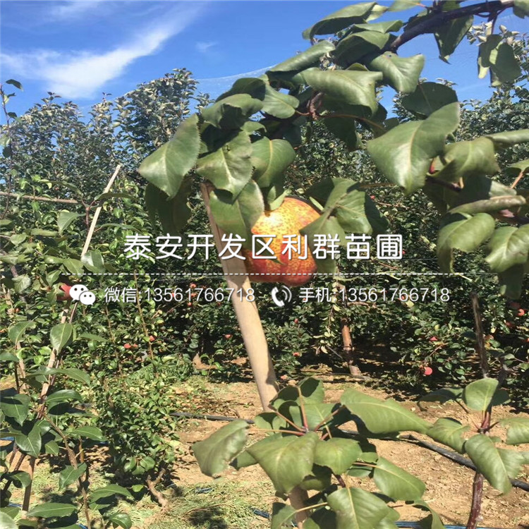 紅星梨樹苗、紅星梨樹苗出售