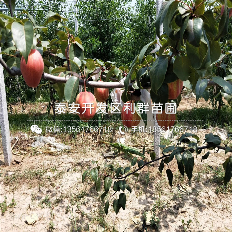 紅星梨樹苗多少錢、紅星梨樹苗多少錢一棵