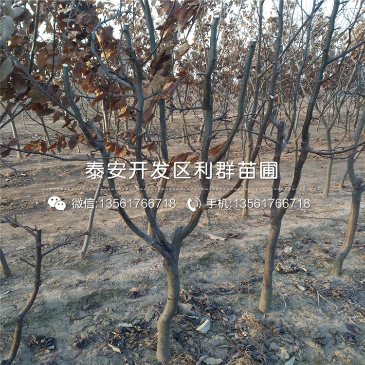 新梨7號梨樹苗品種介紹、新梨7號梨樹苗多少錢一棵