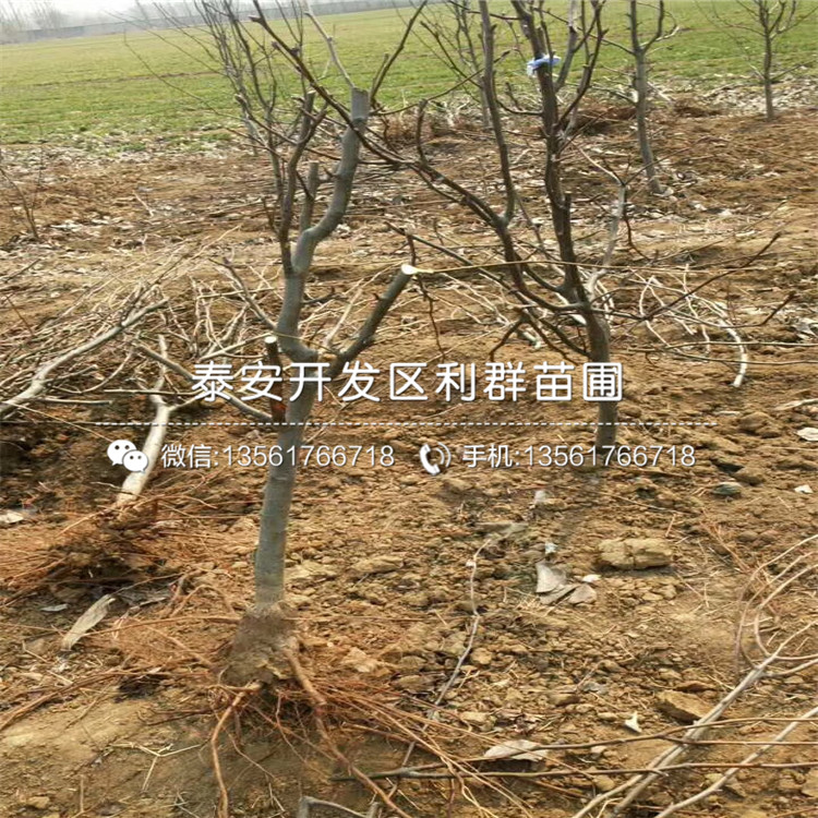 山東新世紀(jì)梨苗、山東新世紀(jì)梨苗基地
