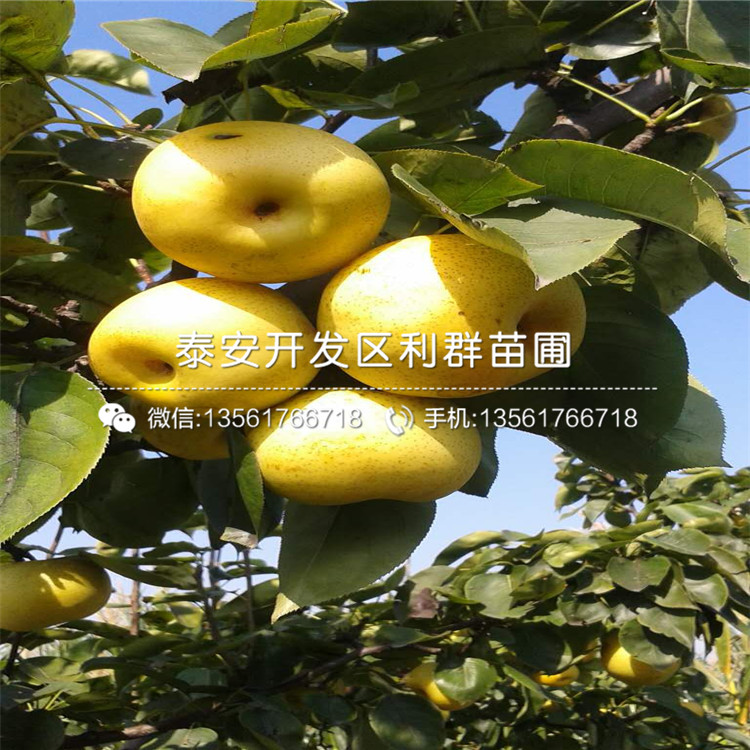 紅香梨樹(shù)苗、紅香梨樹(shù)苗報(bào)價(jià)