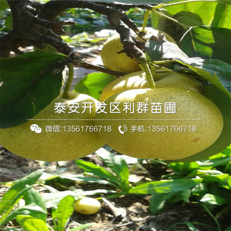 山東紅啤梨樹(shù)苗、山東紅啤梨樹(shù)苗價(jià)格及報(bào)價(jià)
