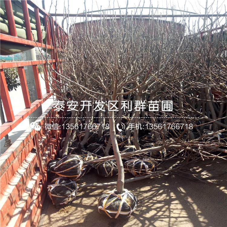 新品種香水梨樹苗、香水梨樹苗多少錢一棵