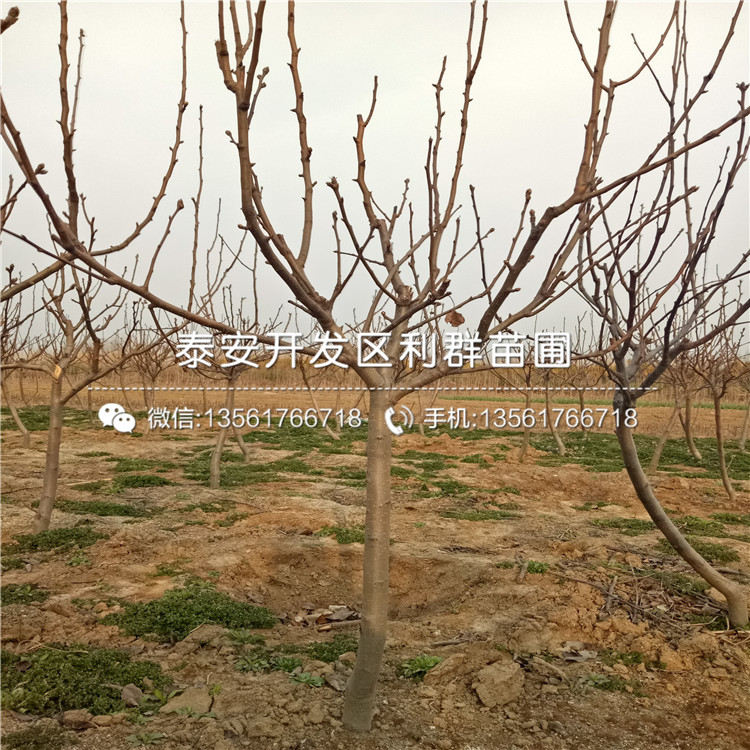 紅安久梨樹苗、紅安久梨樹苗報(bào)價(jià)及價(jià)格