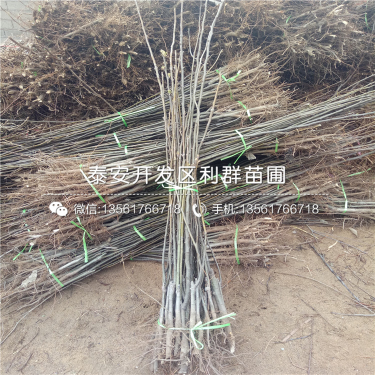 山東奇紅早酥梨樹苗、山東奇紅早酥梨樹苗價(jià)格