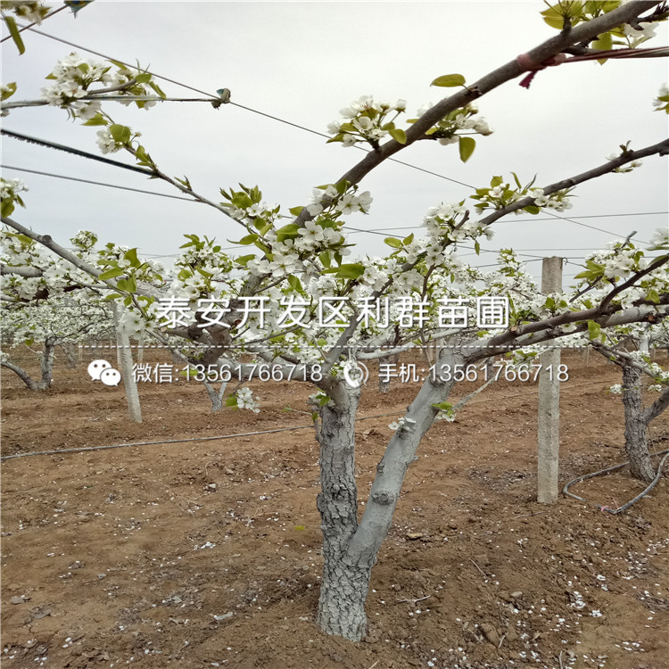 紅巴梨苗出售價(jià)格