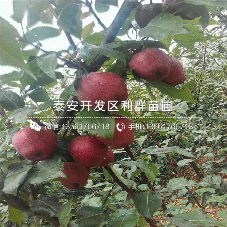 愛甘水梨苗