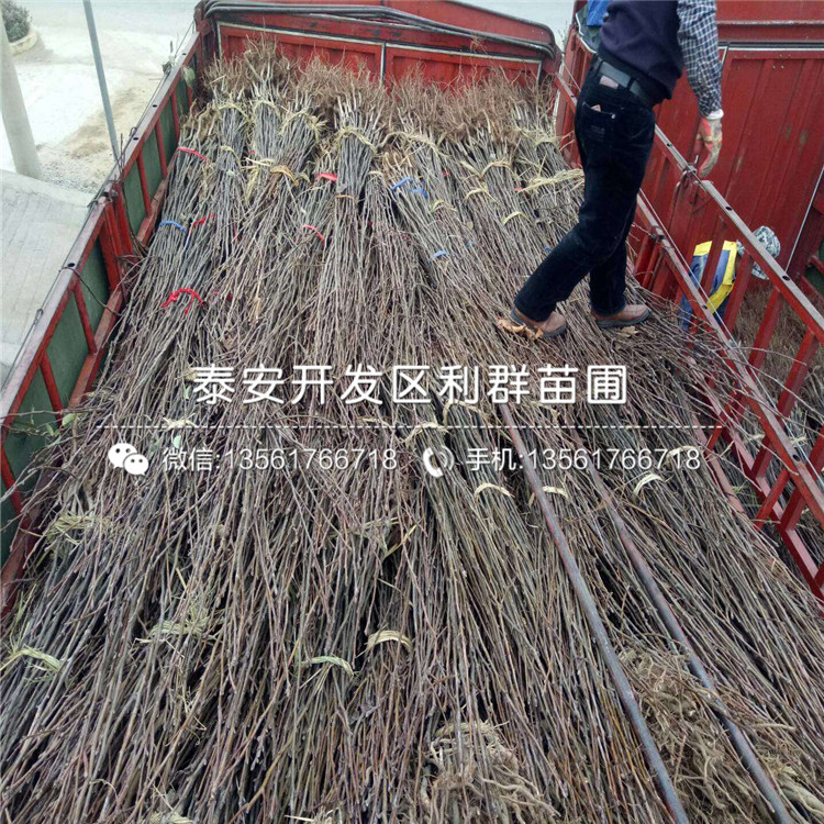 黃梨苗報價及價格