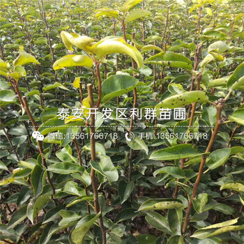 南水梨苗、南水梨苗什么價格