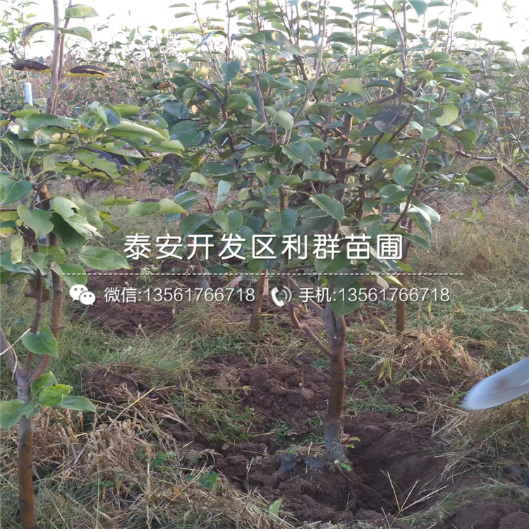 南水梨苗、南水梨苗多少錢一棵